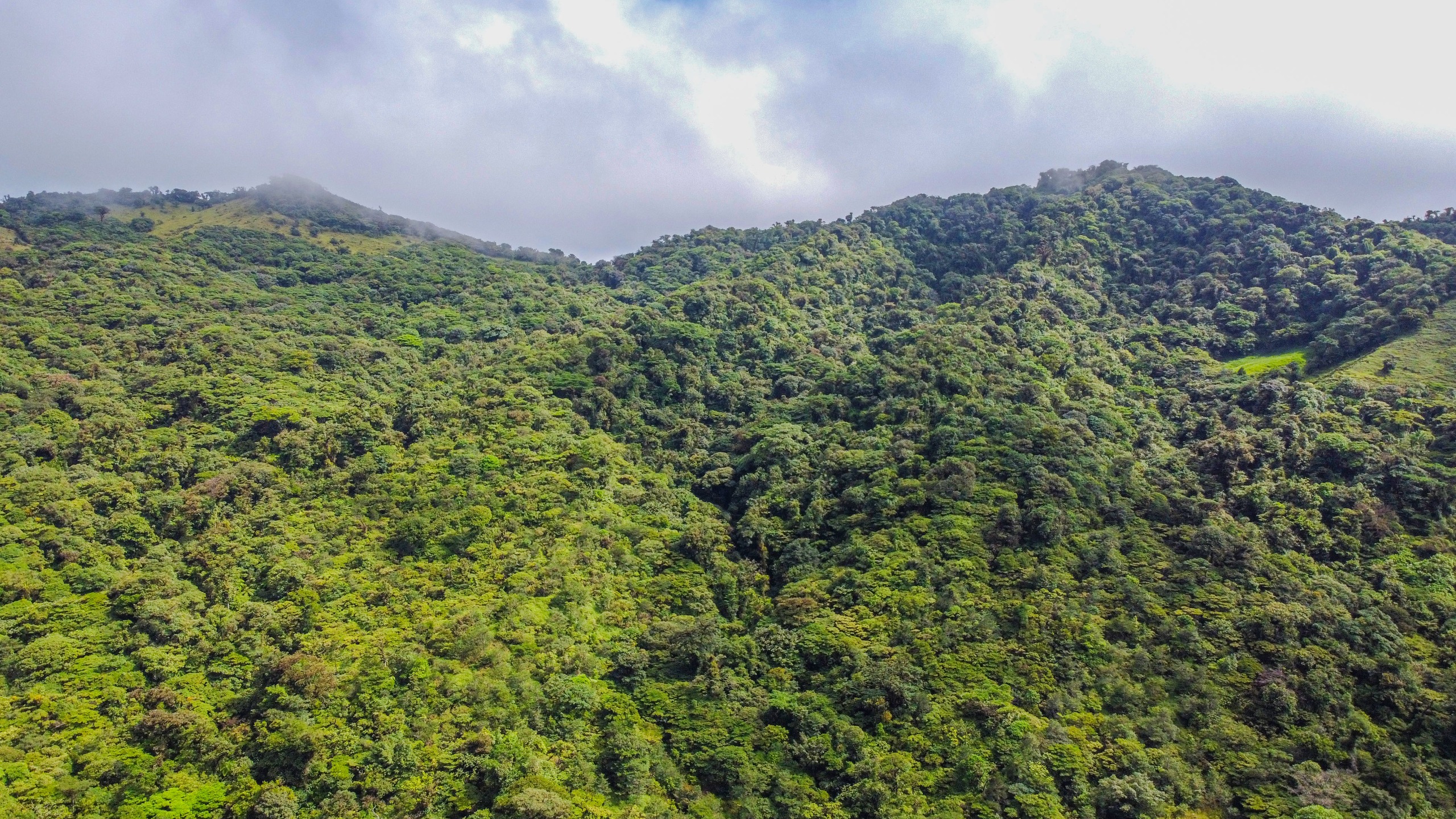 Forested mountains