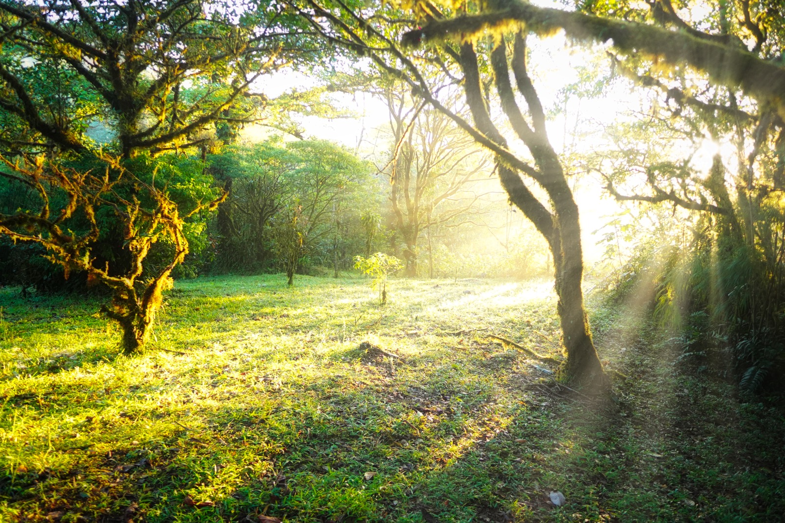 Light among the trees