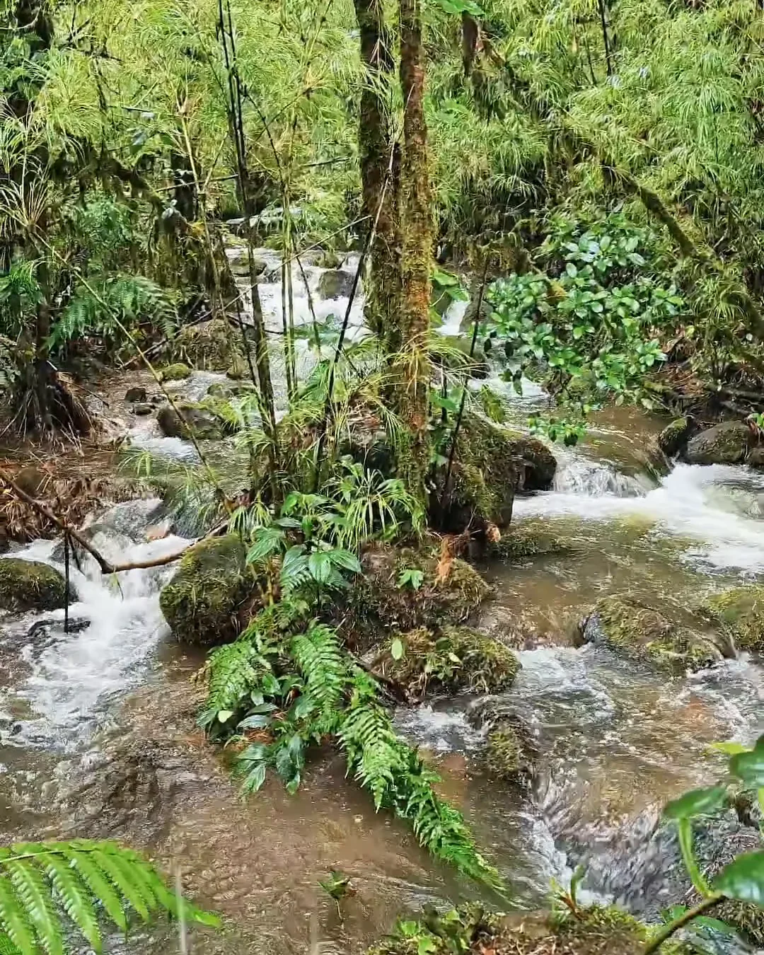 Water flowing among roots, rocks and trees deep in the forest.