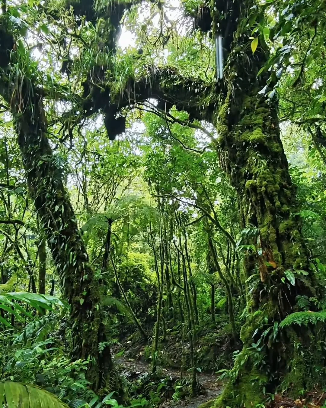 A path leading deeper into the forest between moss-covered trees and ferns.